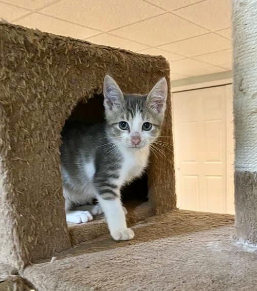 Clark  Jenkintown Ps thumbnail 2