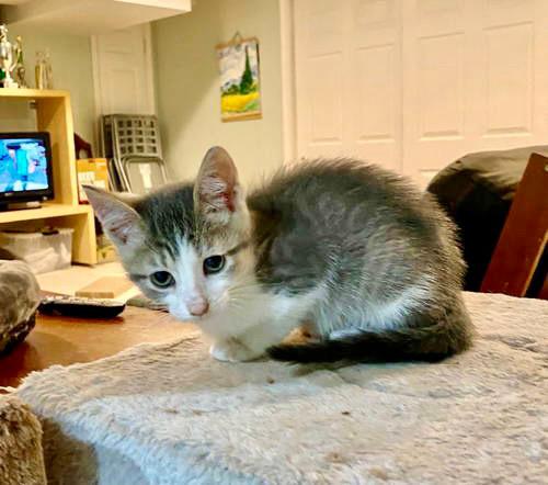 Clark  Jenkintown Ps thumbnail 3