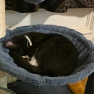 Luna, Adoptable, Young Female Domestic Short Hair.