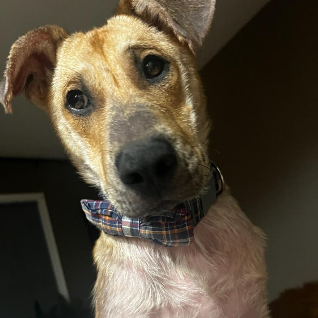 Stanley, Adoptable, Adult Male Mixed Breed.