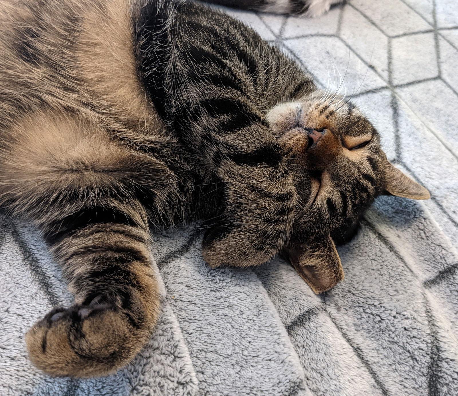 Enlarge Godzilla #monster-duo, a Adoptable Domestic Short Hair in Houston, TX image 2/2