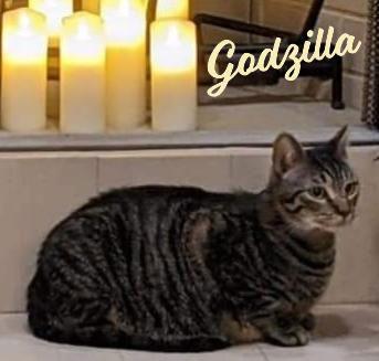 Enlarge Godzilla #monster-duo, a Adoptable Domestic Short Hair in Houston, TX image 1/2