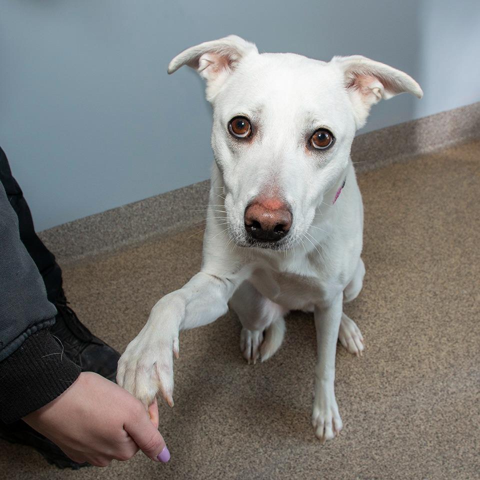 Enlarge Avi, a Adoptable mixed breed in Troy, OH image 1/4