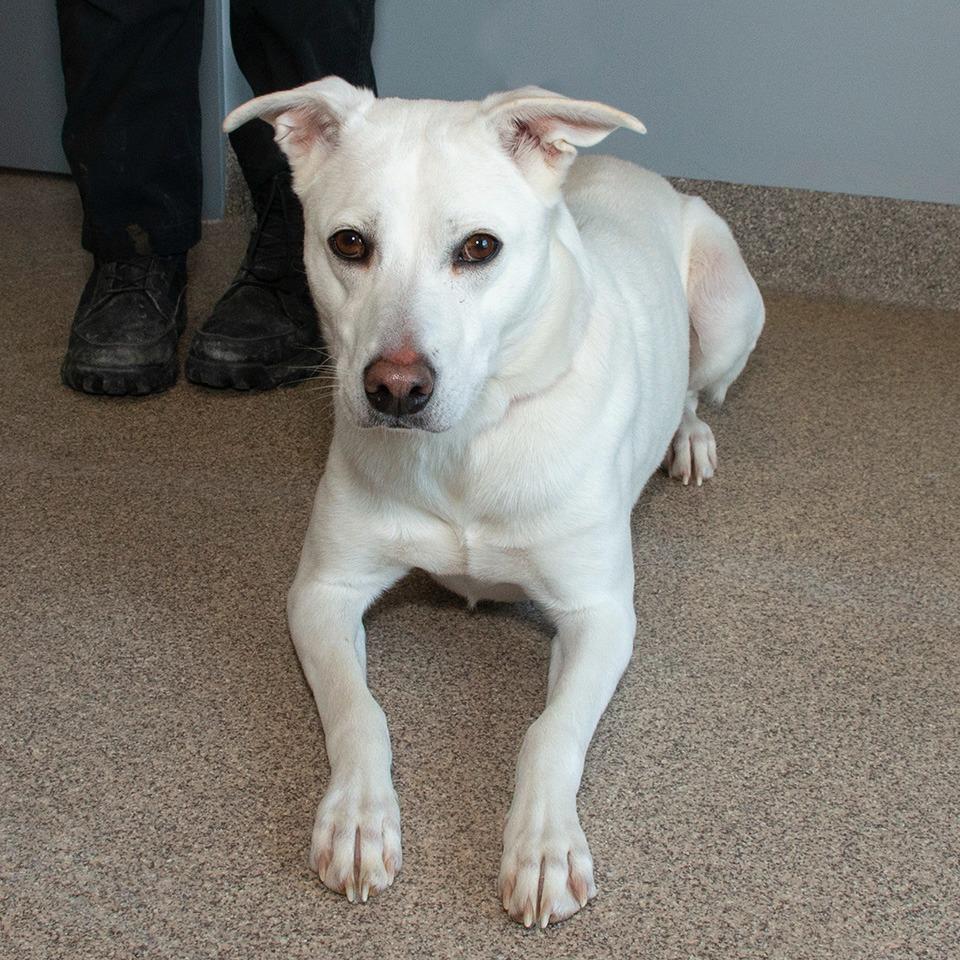 Enlarge Avi, a Adoptable mixed breed in Troy, OH image 2/4