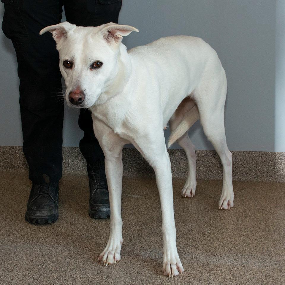 Enlarge Avi, a Adoptable mixed breed in Troy, OH image 3/4