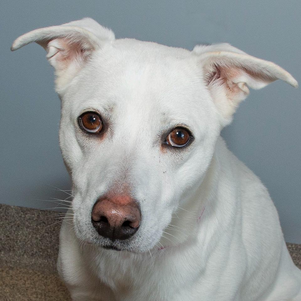 Enlarge Avi, a Adoptable mixed breed in Troy, OH image 4/4