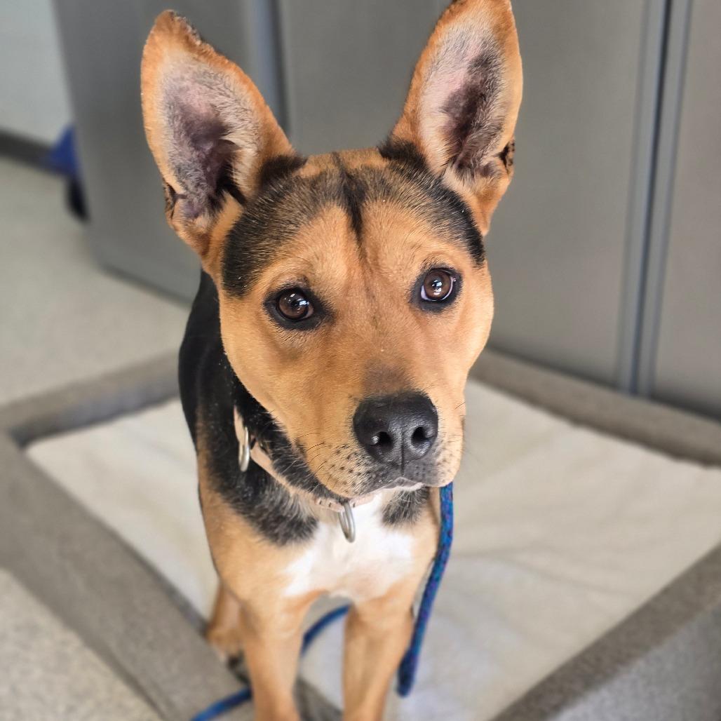 Enlarge Alfie, a Adoptable Mixed Breed in East Hanover, NJ image 1/3