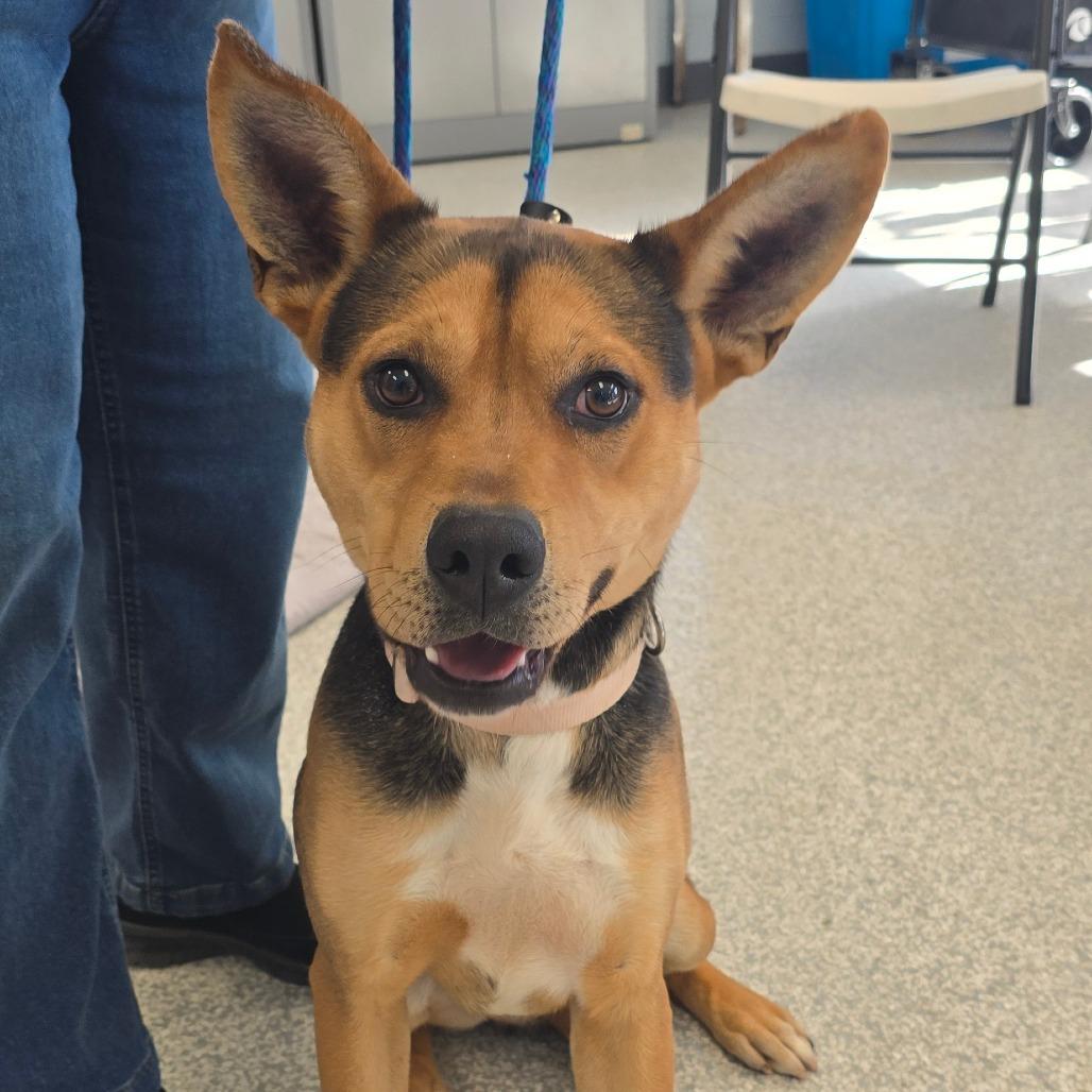 Enlarge Alfie, a Adoptable Mixed Breed in East Hanover, NJ image 3/3