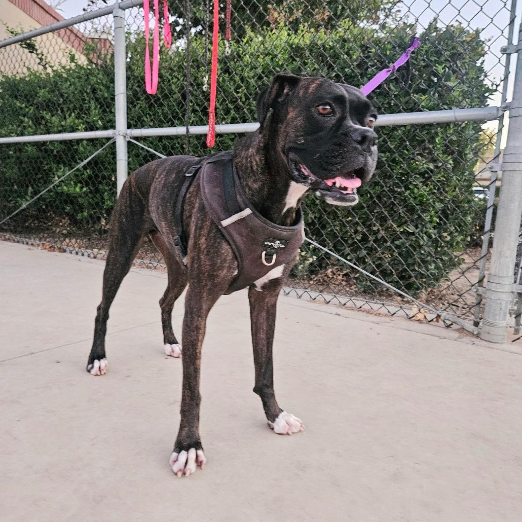 Stella, Adoptable, Adult Female Boxer.
