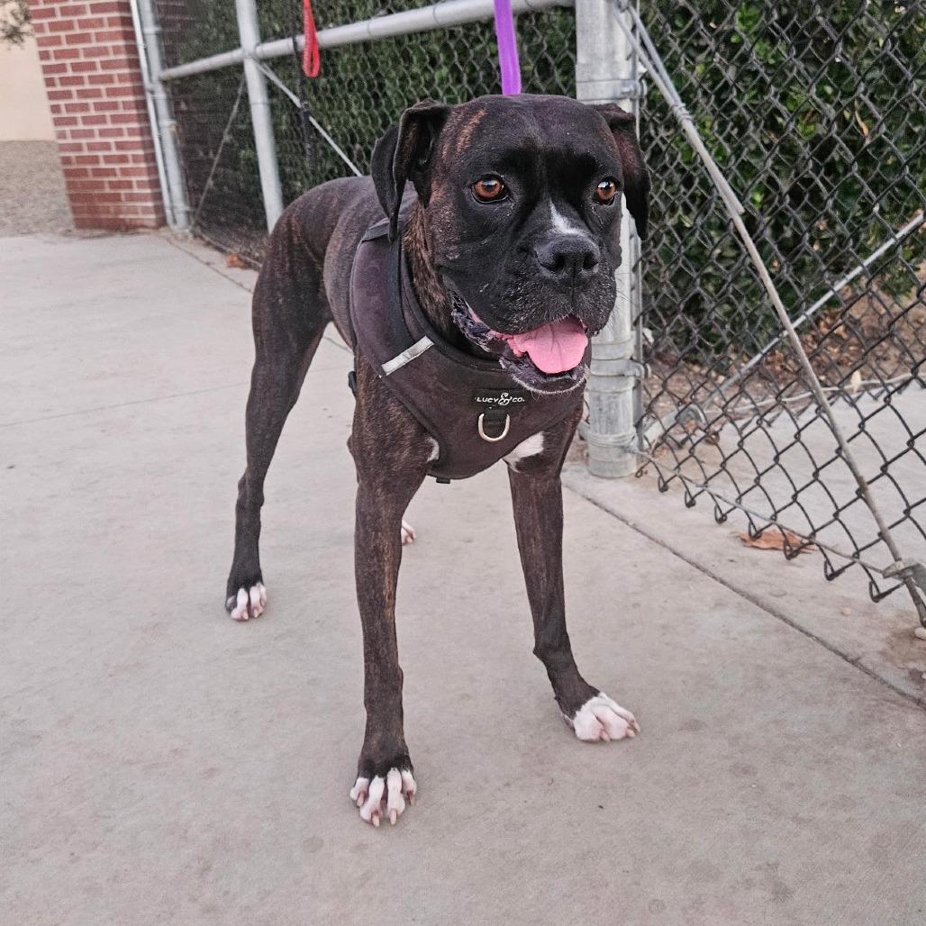 Enlarge Stella, a Adoptable Boxer in McMinnville, OR image 2/3