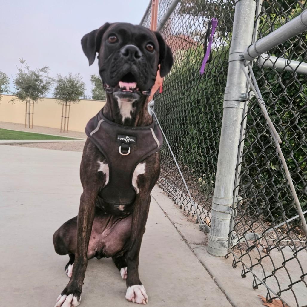 Enlarge Stella, a Adoptable Boxer in McMinnville, OR image 3/3