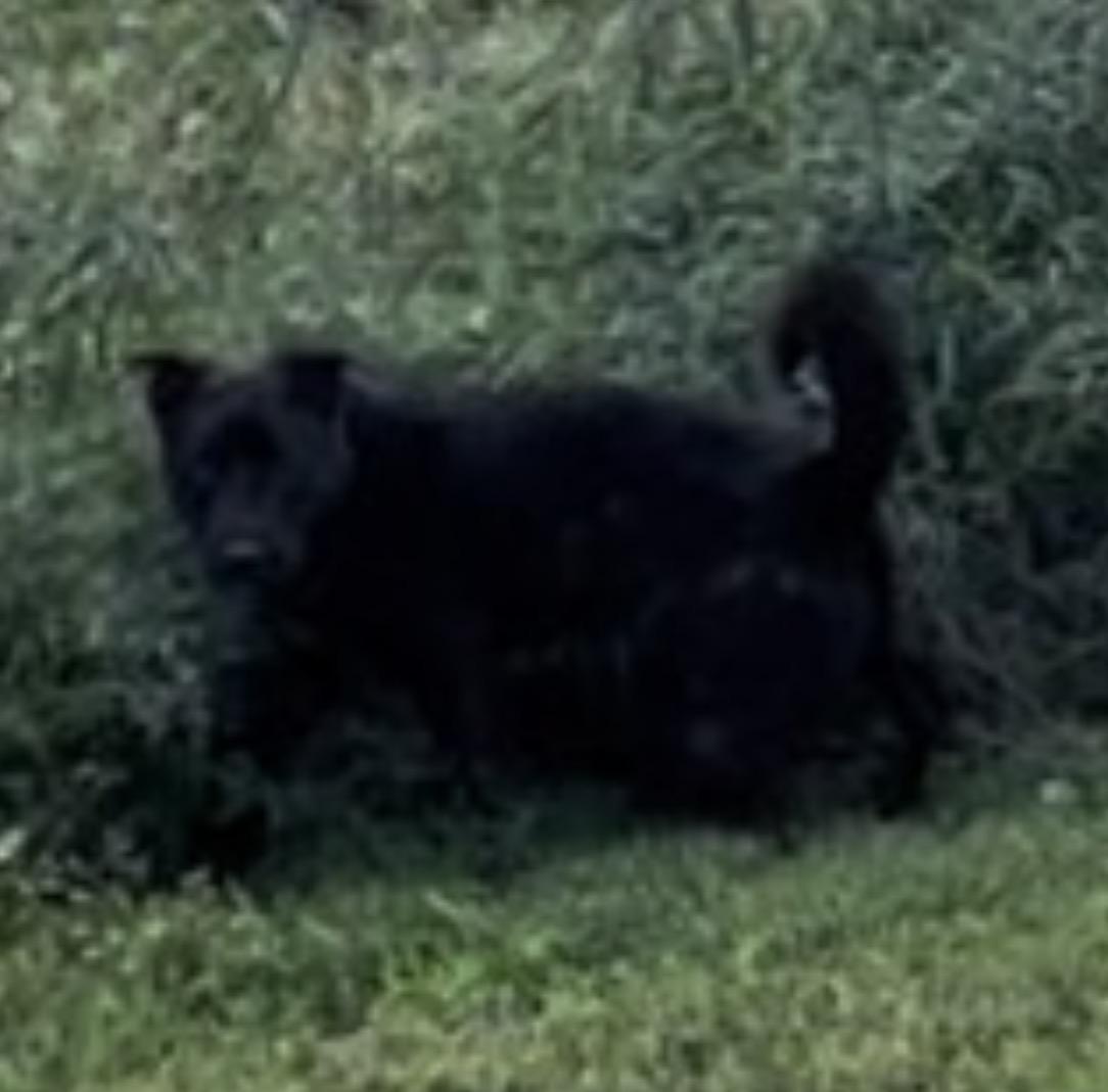 Fozzy, ADOPTABLE, Adult Male Mixed Breed.