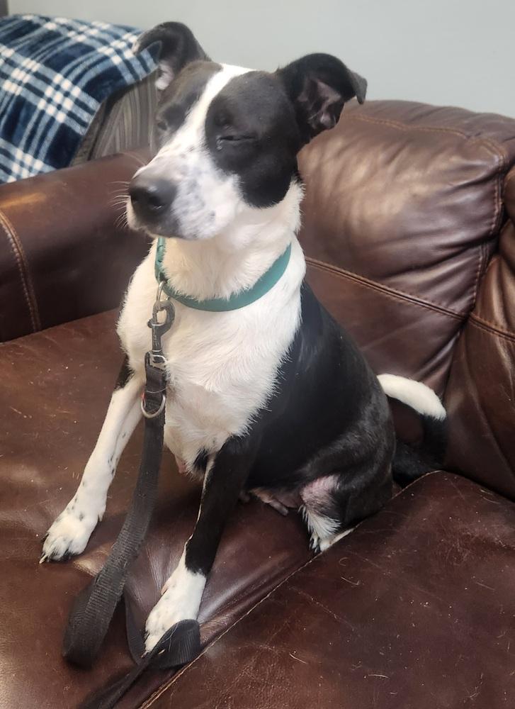 TRINI, Adoptable, Adult Female Australian Cattle Dog / Blue Heeler & Mixed Breed.