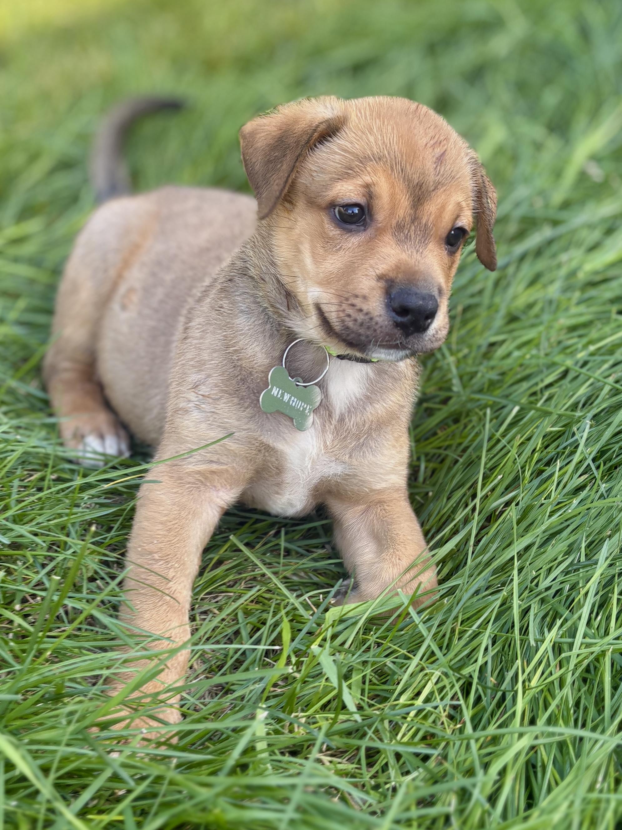 Enlarge Tico, a ADOPTABLE mixed breed in Saskatoon, SK image 5/5