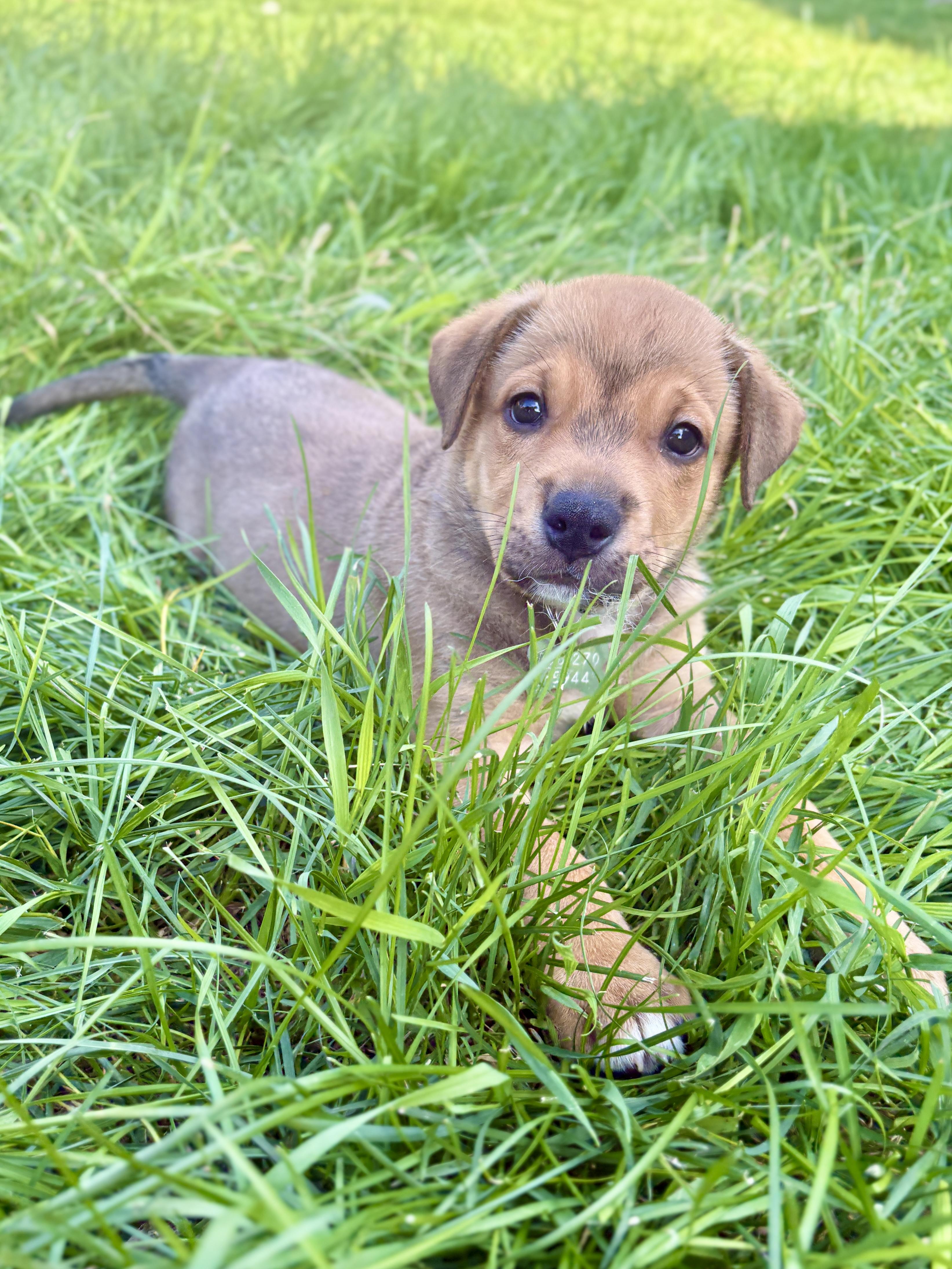 Tico, ADOPTABLE, Puppy Male Mixed Breed.