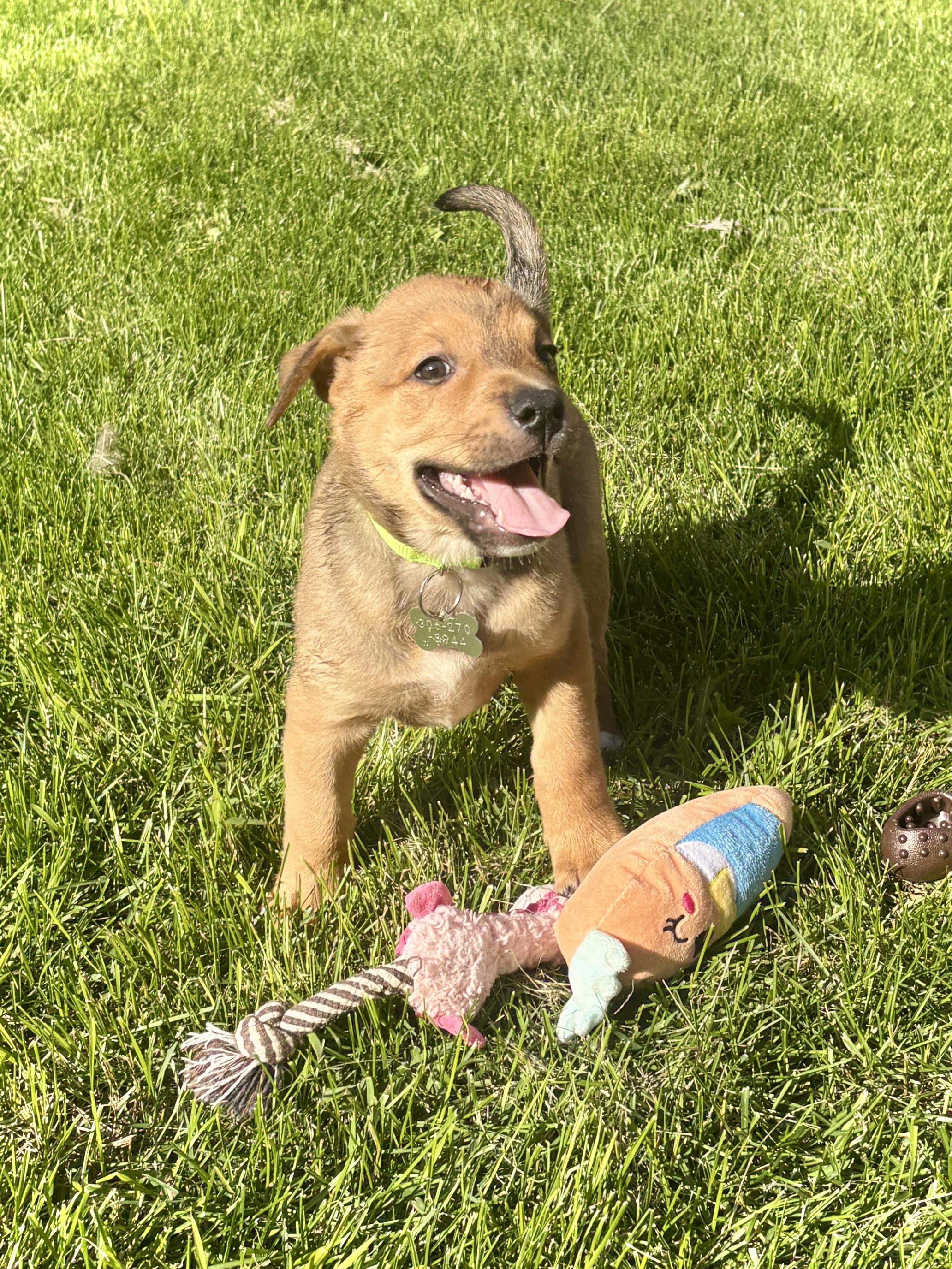 Enlarge Tico, a ADOPTABLE mixed breed in Saskatoon, SK image 4/5