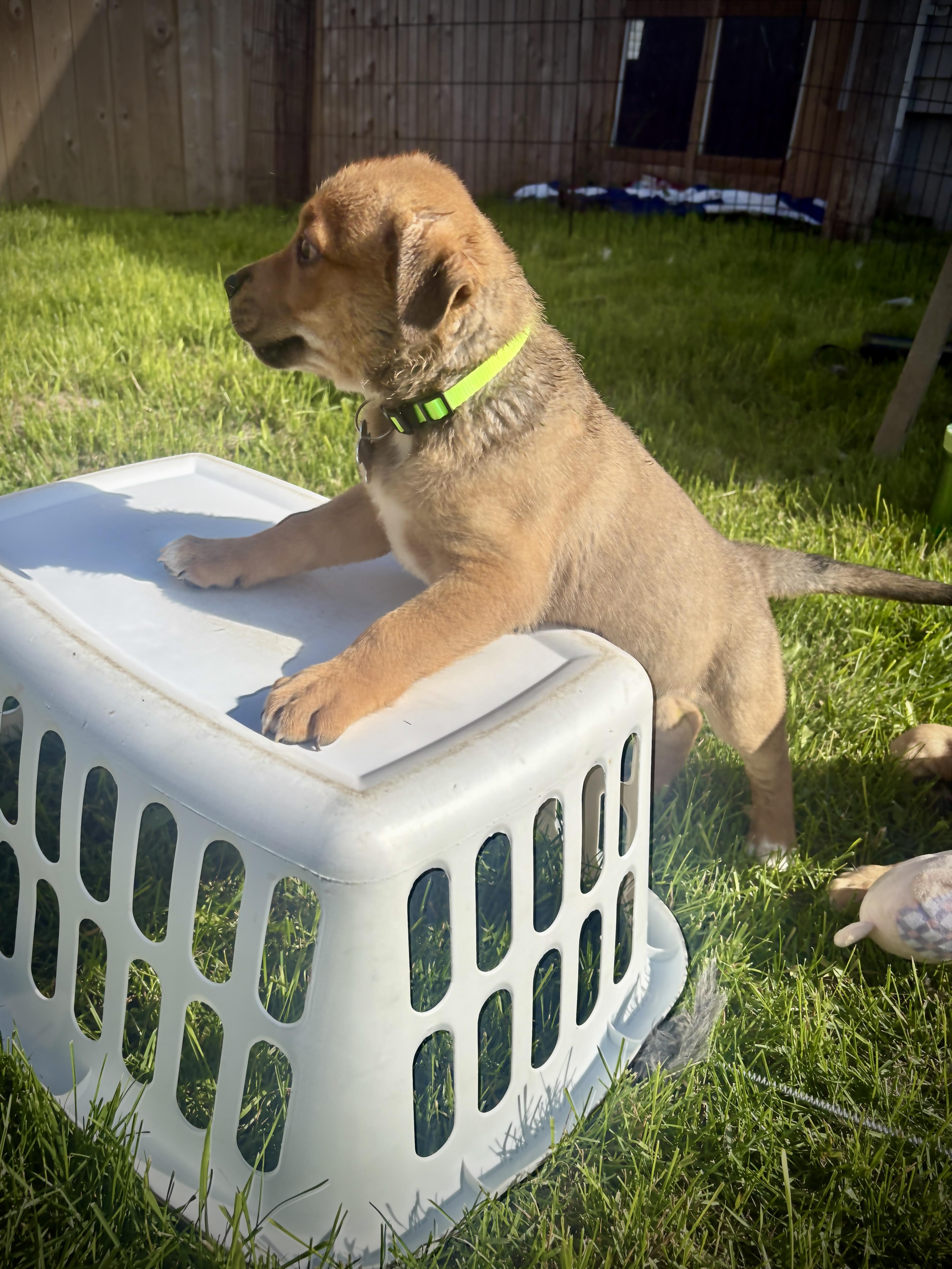 Enlarge Tico, a ADOPTABLE mixed breed in Saskatoon, SK image 3/5