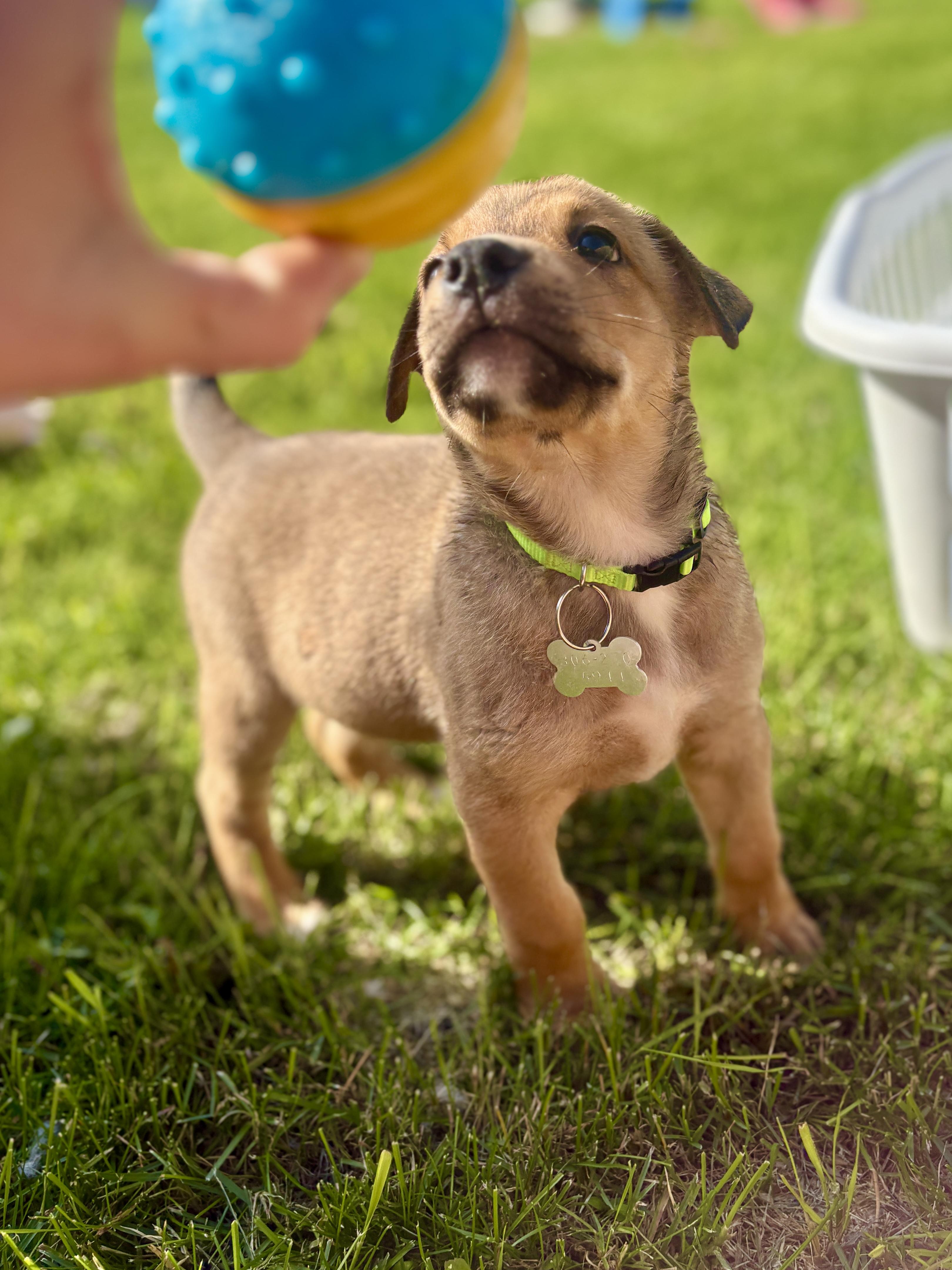 Enlarge Tico, a ADOPTABLE mixed breed in Saskatoon, SK image 2/5