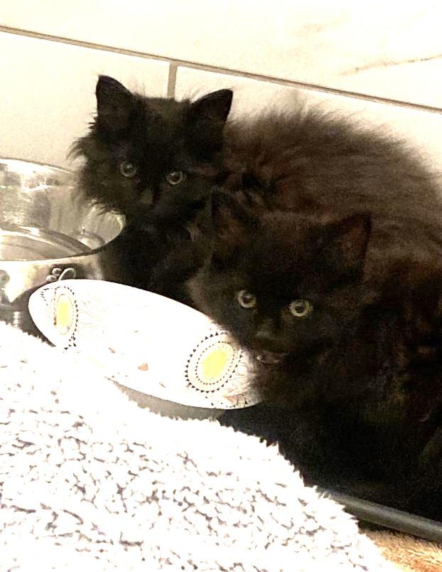 Enlarge Wish, an adopted Domestic Long Hair in Greenville, NC image 2/5