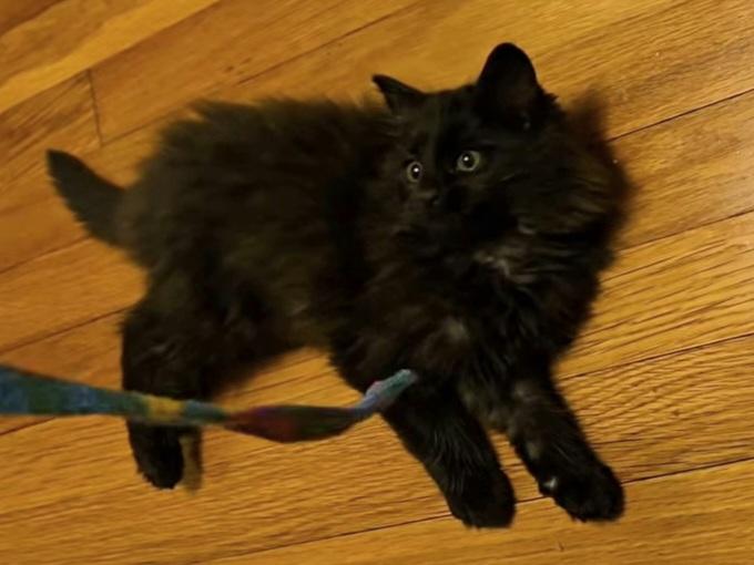 Enlarge Wish, an adopted Domestic Long Hair in Greenville, NC image 4/5