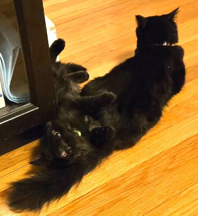 Enlarge Wish, an adopted Domestic Long Hair in Greenville, NC image 5/5