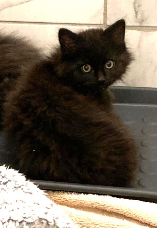 Wish, adopted, Kitten Female Domestic Long Hair.