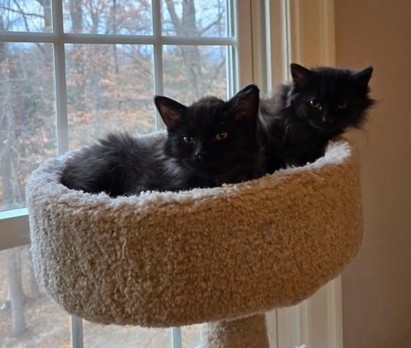 Enlarge Wish, an adopted Domestic Long Hair in Greenville, NC image 3/5