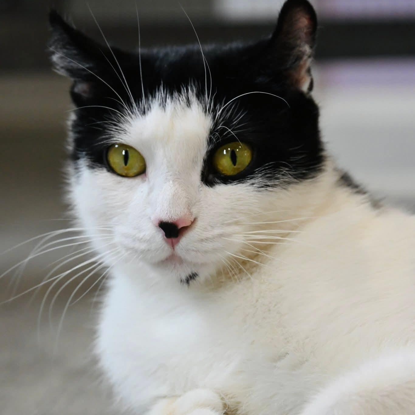 Enlarge Chanel, a ADOPTABLE mixed breed in South Park, PA image 3/6