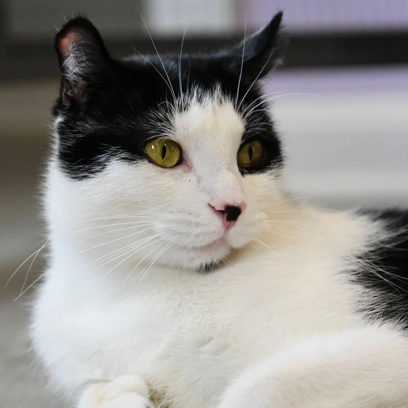 Enlarge Chanel, a ADOPTABLE mixed breed in South Park, PA image 6/6