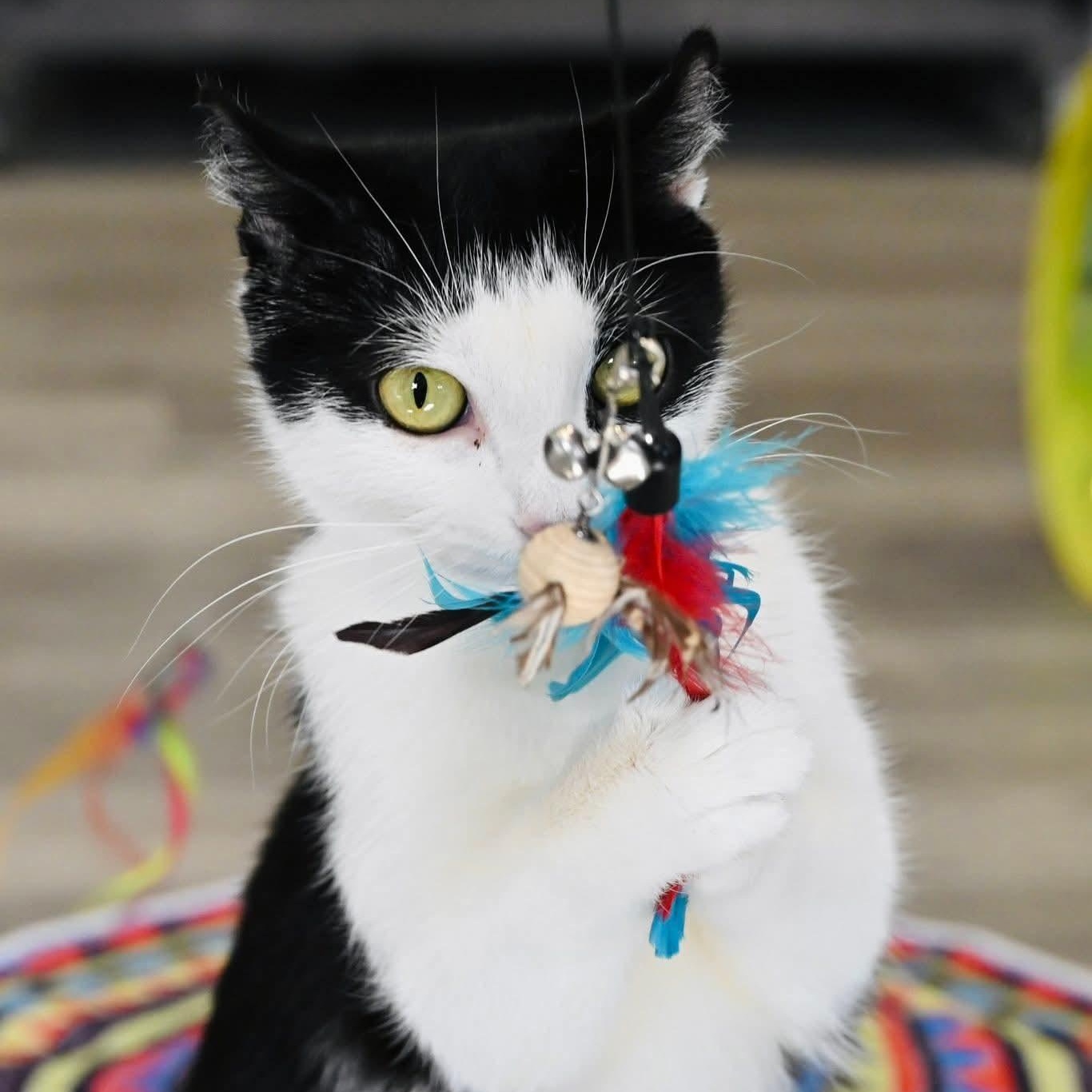 Enlarge Chanel, a ADOPTABLE mixed breed in South Park, PA image 2/6