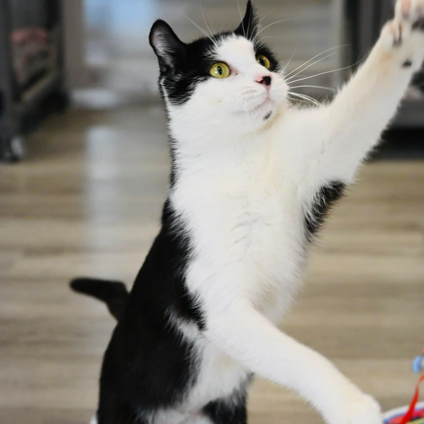 Enlarge Chanel, a ADOPTABLE mixed breed in South Park, PA image 5/6