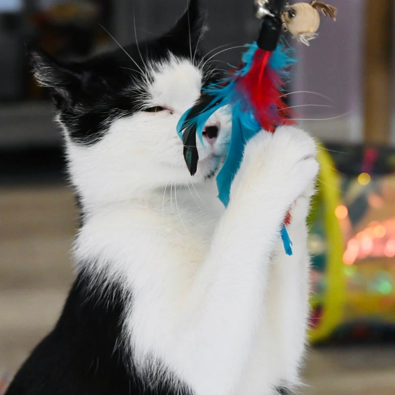 Enlarge Chanel, a ADOPTABLE mixed breed in South Park, PA image 4/6