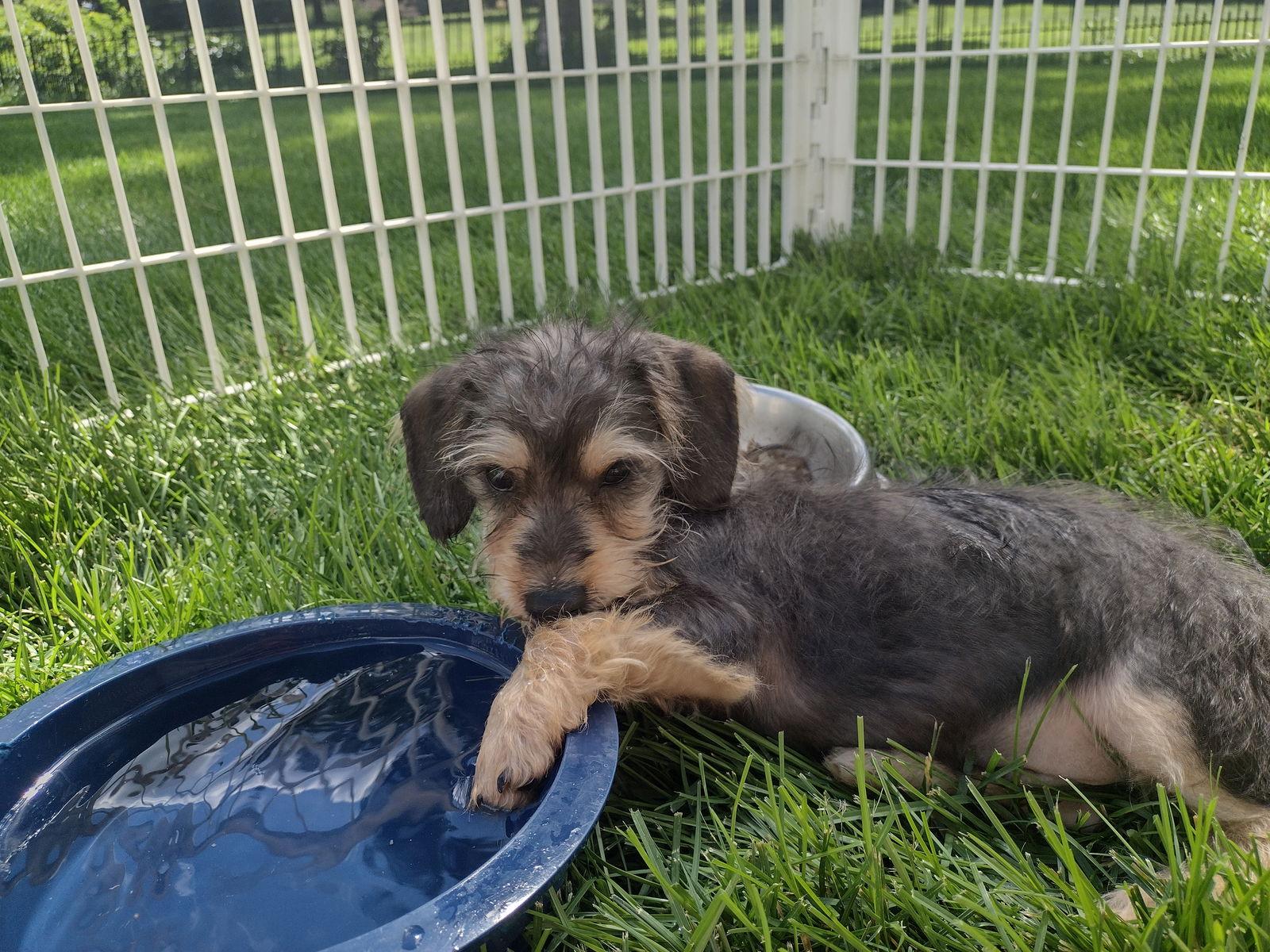 Axel, Adoptable, Puppy Male Dachshund.