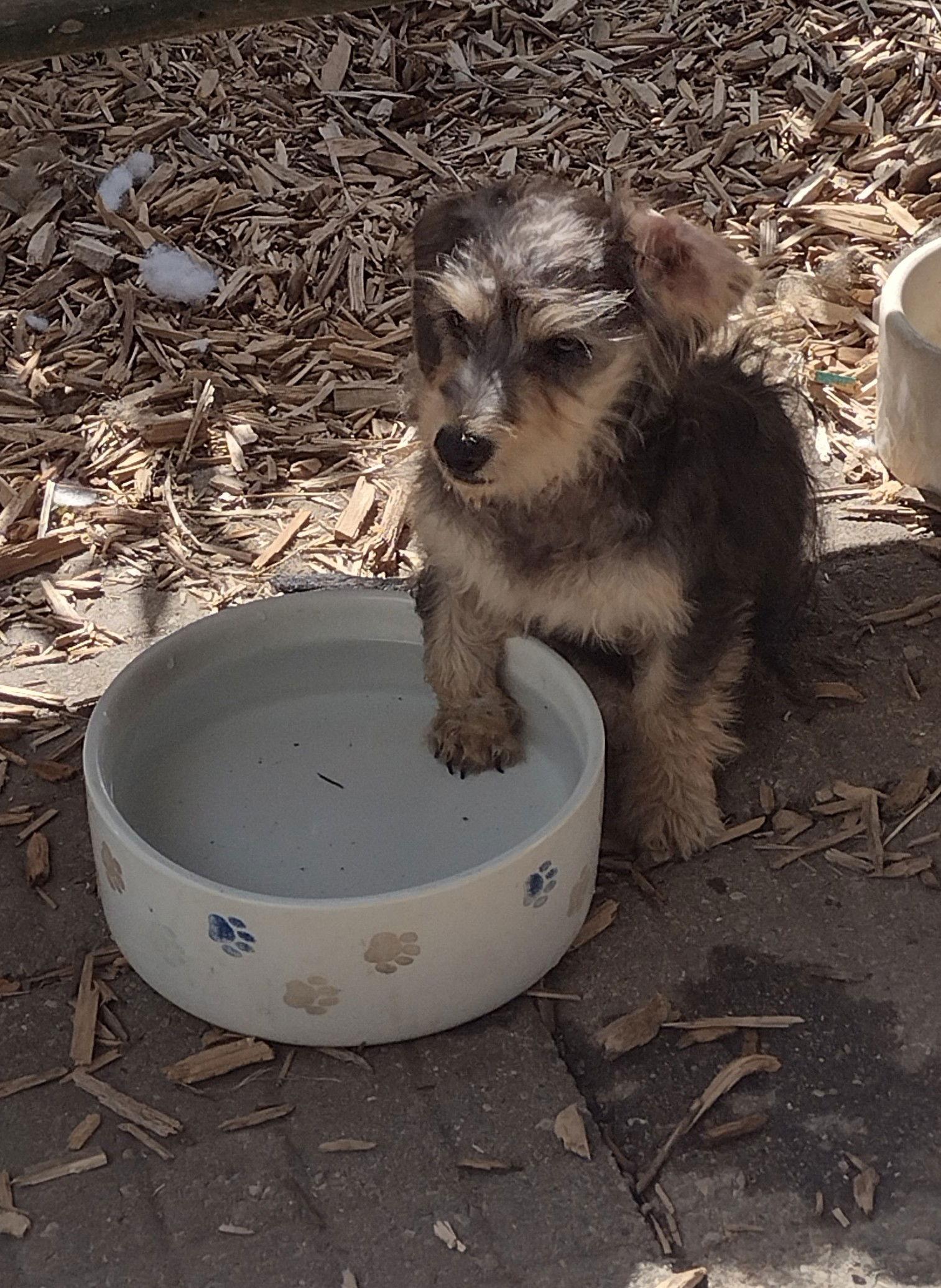 Enlarge Axel, a Adoptable Dachshund in Sioux Falls, SD image 2/3