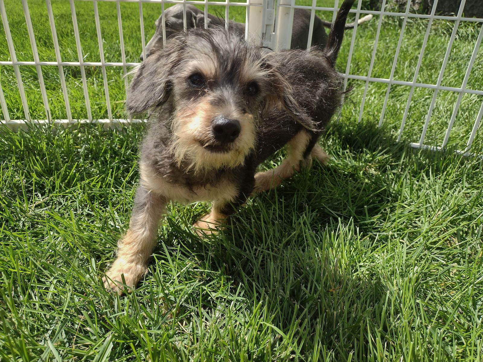 Enlarge Axel, a Adoptable Dachshund in Sioux Falls, SD image 3/3