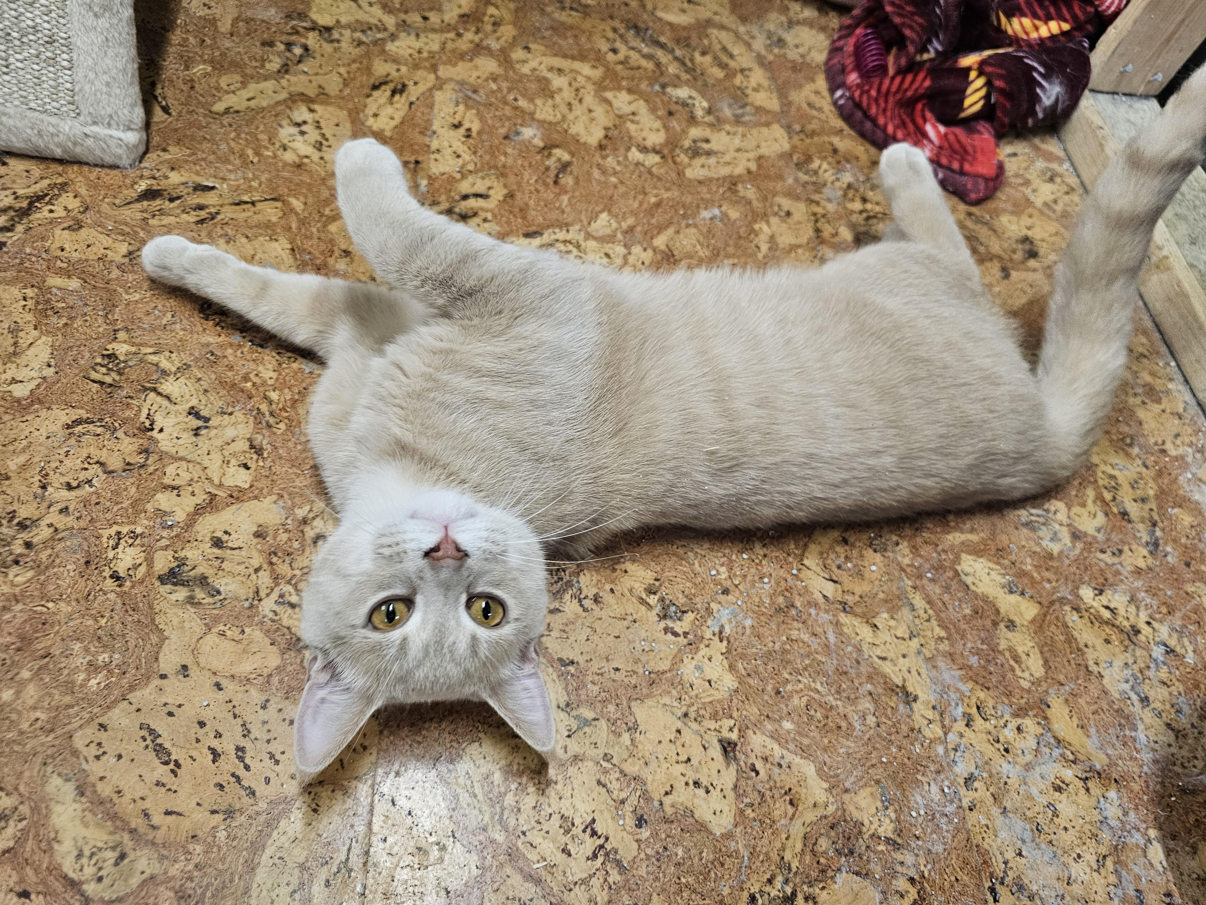 Enlarge Mr. Pickles, an adopted Tabby in Richmond, VA image 5/6