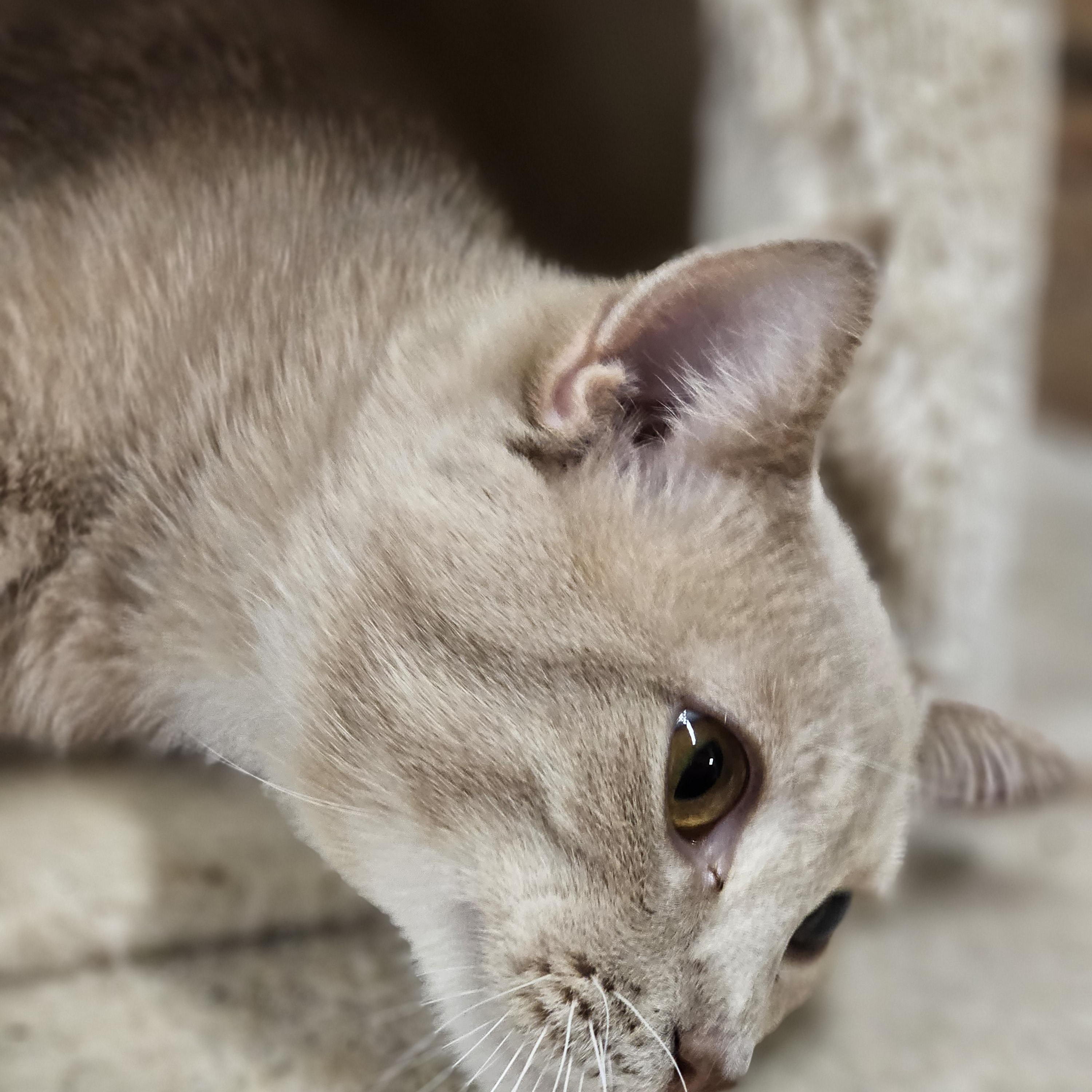 Enlarge Mr. Pickles, an adopted Tabby in Richmond, VA image 2/6