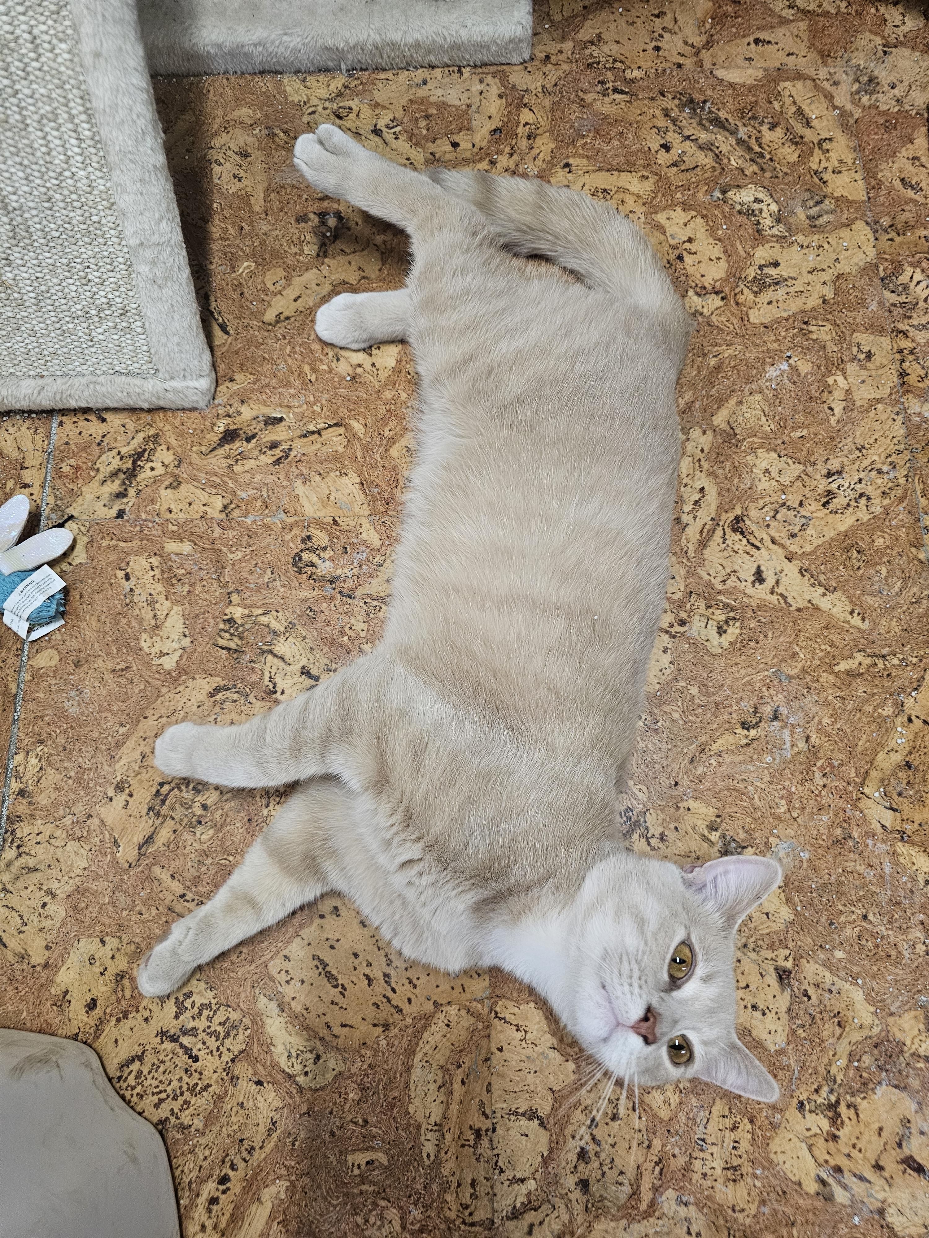 Enlarge Mr. Pickles, an adopted Tabby in Richmond, VA image 6/6