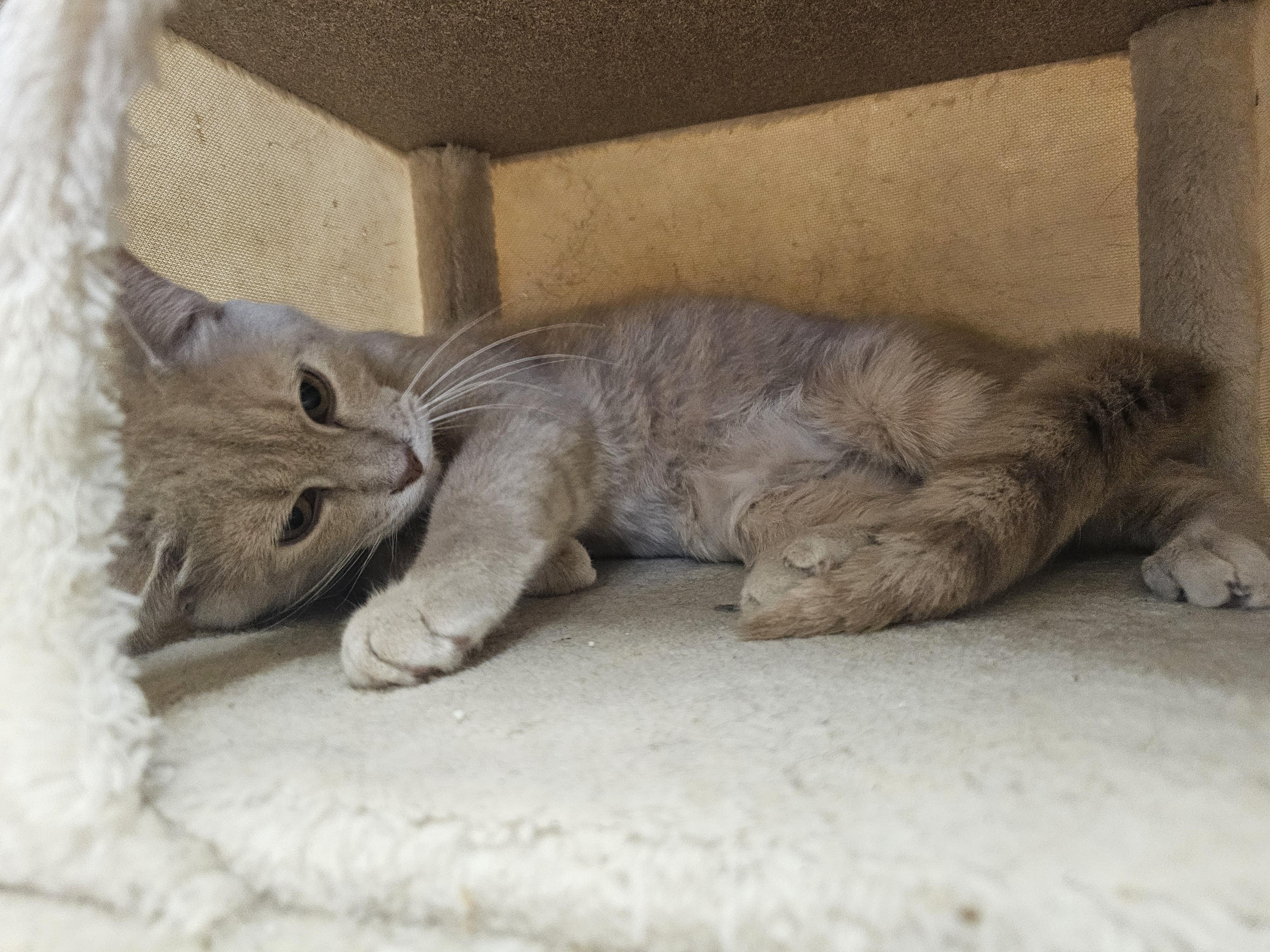 Enlarge Mr. Pickles, an adopted Tabby in Richmond, VA image 3/6