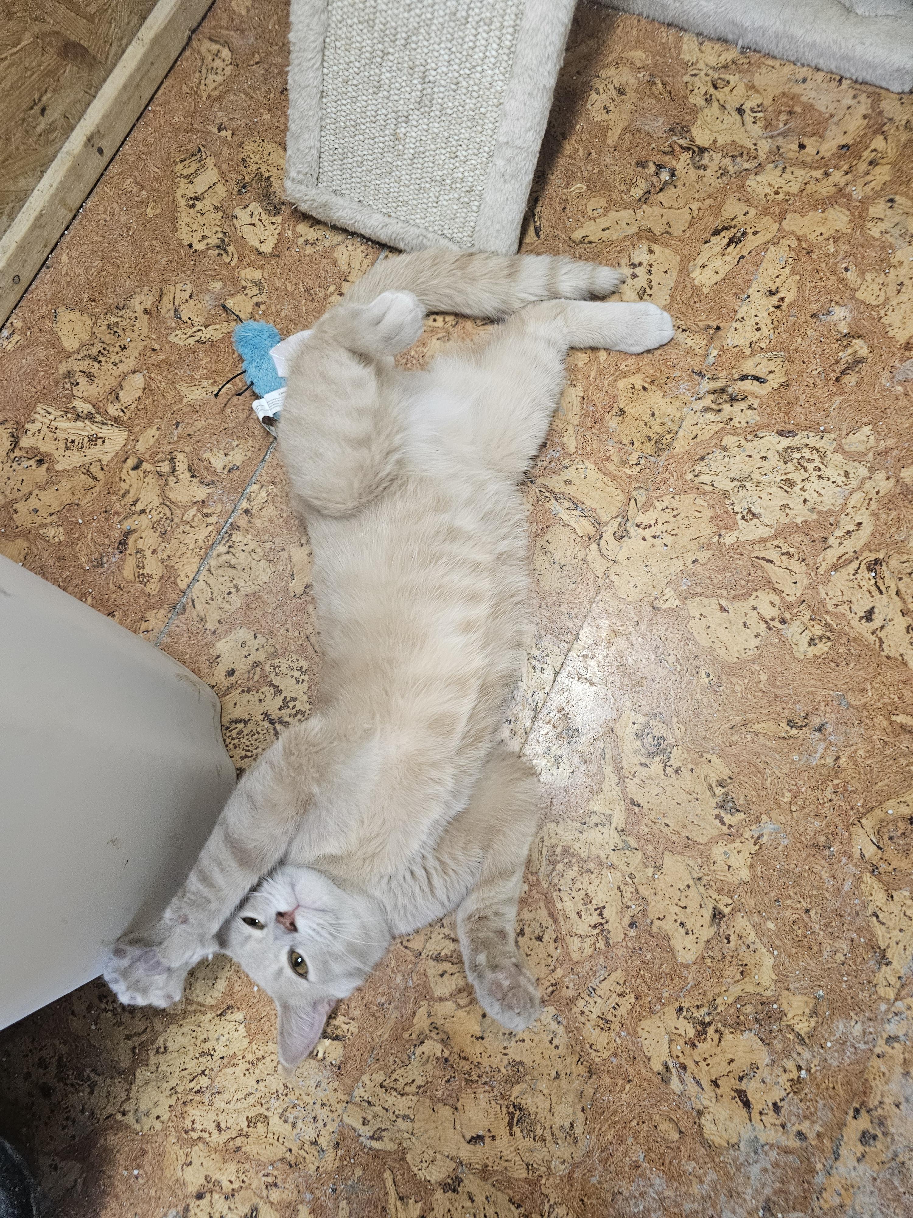 Enlarge Mr. Pickles, an adopted Tabby in Richmond, VA image 1/6