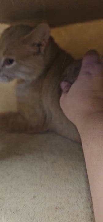 Enlarge Mr. Pickles, an adopted Tabby in Richmond, VA video 4/6