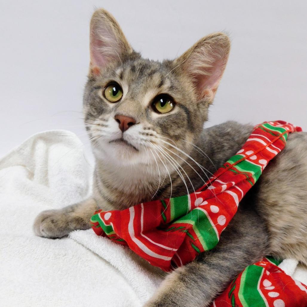 Tanner, Adoptable, Young Male Domestic Short Hair.