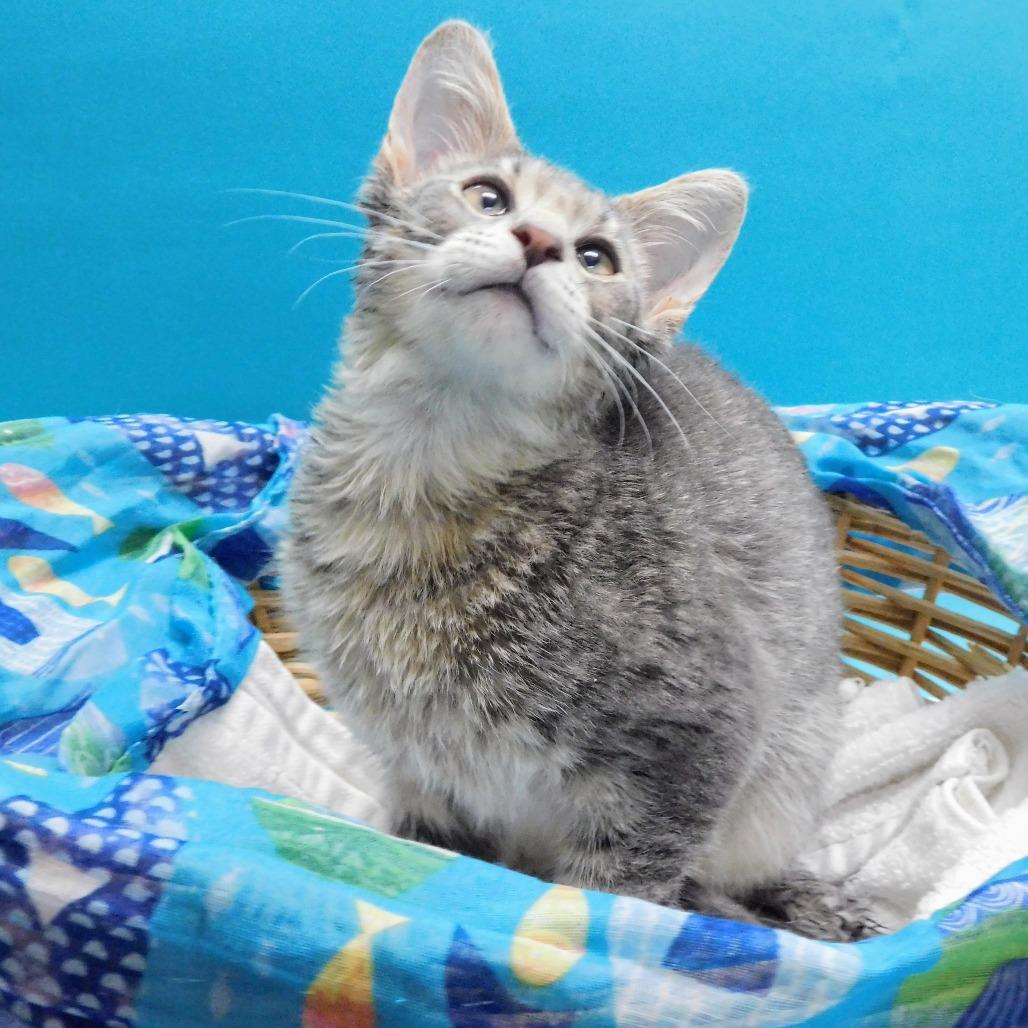 Enlarge Tanner, a Adoptable Domestic Short Hair in Peoria, IL image 2/6