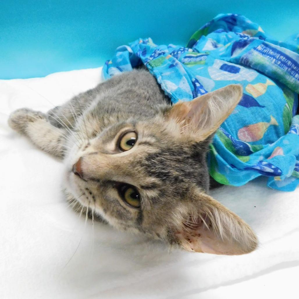 Enlarge Tanner, a Adoptable Domestic Short Hair in Peoria, IL image 3/6