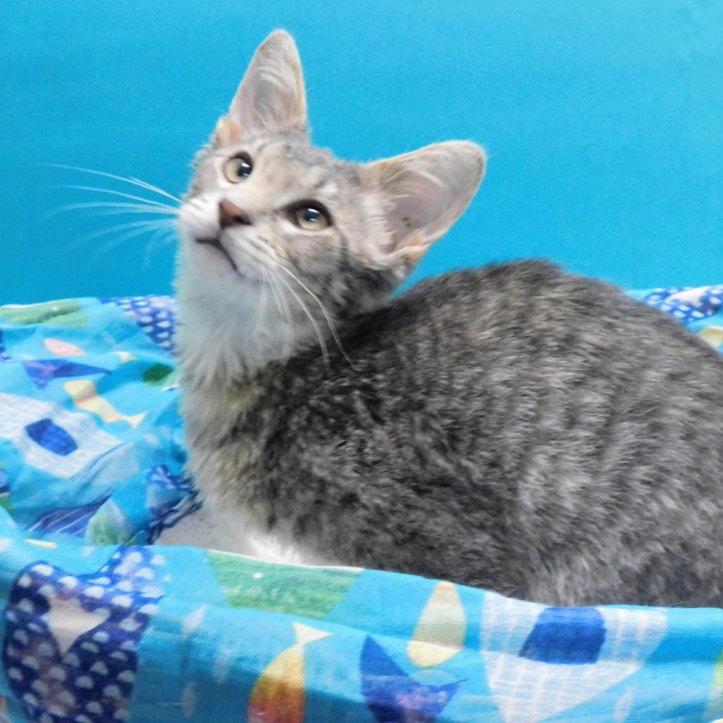 Enlarge Tanner, a Adoptable Domestic Short Hair in Peoria, IL image 4/6