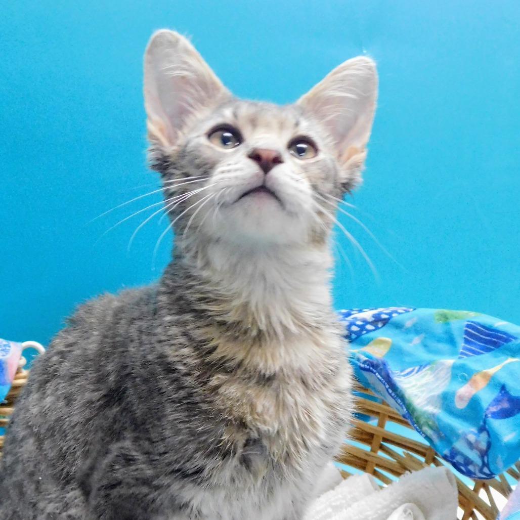 Enlarge Tanner, a Adoptable Domestic Short Hair in Peoria, IL image 5/6