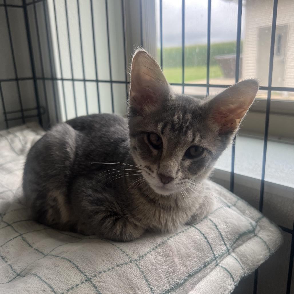 Enlarge Tanner, a Adoptable Domestic Short Hair in Peoria, IL image 6/6