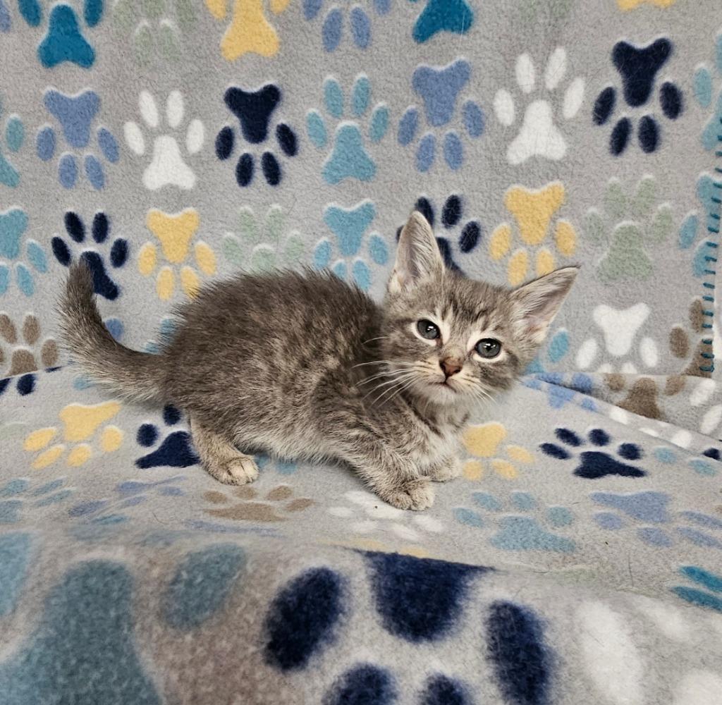 Jasper, Adoptable, Kitten Male Domestic Short Hair.