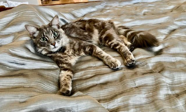 Enlarge Simba-- available for adoption  , an adopted Norwegian Forest Cat in Tustin, CA image 4/6