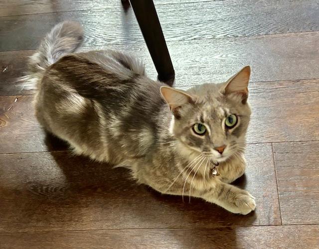 Enlarge Simba-- available for adoption  , an adopted Norwegian Forest Cat in Tustin, CA image 5/6